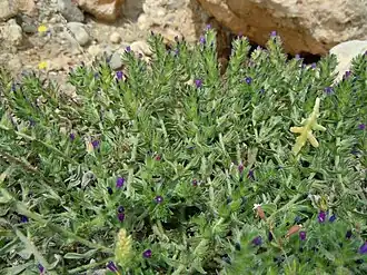 Description de cette image, également commentée ci-après