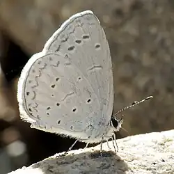 Celastrina echo