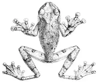 Description de l'image Ecnomiohyla tuberculosa.jpg.