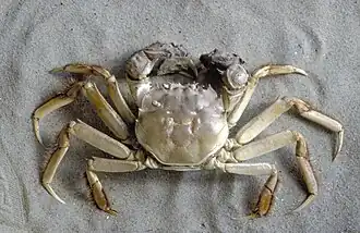 Eriocheir sinensis