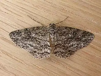 Description de l'image Ectropis fractaria.jpg.