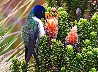 Description de cette image, également commentée ci-après