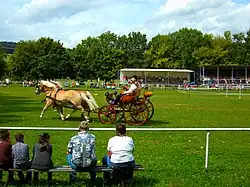 Edelbluthaflingers en démonstration d'attelage à Meura