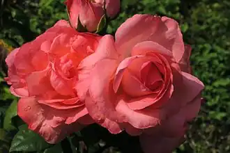 Image illustrative de l’article Panthère Rose (rose)