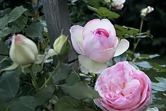 Image illustrative de l’article Pierre de Ronsard (rose)