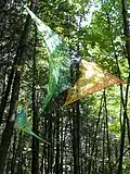 Bois de Belle Rivière, Québec (2010).