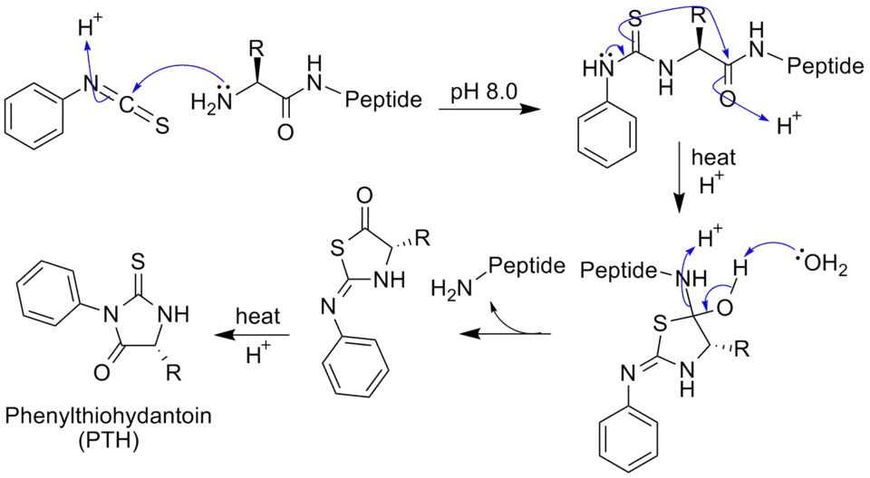 La Dégradation d'Edman avec générique acide aminé de la chaîne peptidique.