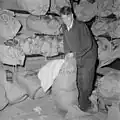 Hillary préparant des sac pour son expédition antarctique (1956).