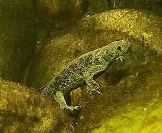 Description de cette image, également commentée ci-après