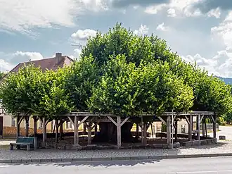 Le tilleul de danse d'Effeltrich