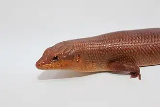 Description de l'image Egernia pilbarensis.jpg.