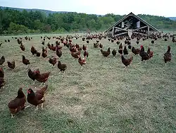 Élevage en parcs type Label Rouge (les bandes de  poules sont alimentées par l'éleveur)