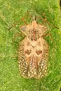 Tingidae : Gargaphia solani.