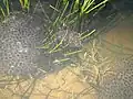 Pontes de grenouille rousse et de crapaud commun (chapelets d’œufs noirs).