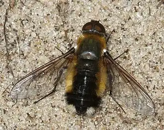 Description de l'image Egmond Wimmenummerduinen Villa modesta mn 070714 1610 Part.JPG.