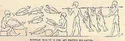 Figures égyptiennes gravées représentant des scènes de préparation de gros poissons (transport, fractionnement, salage ou séchage).