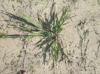 Description de cette image, également commentée ci-après