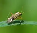 Miridae: Rhabdomiris striatellus, Allemagne