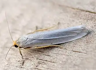 Description de l'image Eilema uniola01.jpg.