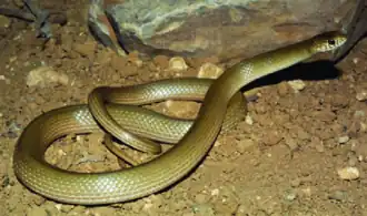 Description de l'image Eirenis decemlineatus Non-striped.png.