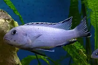 Pseudotropheus socolofi