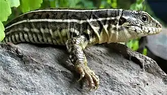 Description de l'image Ejemplar de lagartija verde de 5 dedos (Contomastix Lacertoides), Uruguay, 2020.jpg.