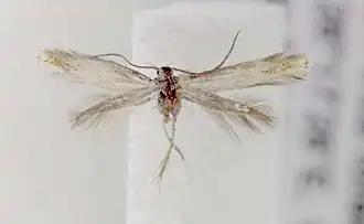 Description de l'image Elachista agelensis.jpg.