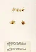 Elachista flaccida, planche de l'herbier des frères Crouan (Pierre-Louis et Hippolyte-Marie).