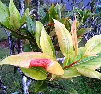 Description de l'image Elaeocarpus bojeri -foliage - Mauritius.jpg.