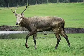 Un cerf de l'espèce Elaphurus davidianus gris dans une prairie verdoyante.