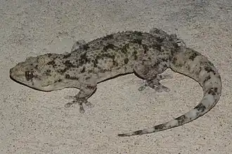 Description de l'image Elasmodactylus tuberculosus 115417256.jpg.