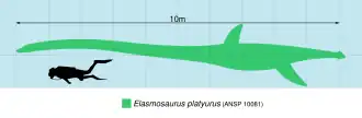 Diagramme comparant la taille d’Elasmosaurus (montré en vert clair) à celui d'un homme (montré en noir dans une tenue de plongée).