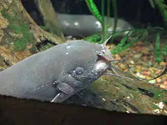 Description de l'image Electric catfish 0623.jpg.