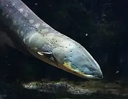 Electrophorus electricus (Gymnotiformes)