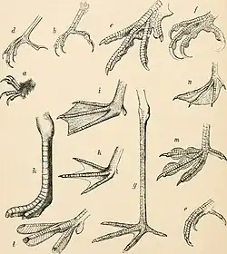 Différentes pattes d'oiseaux.