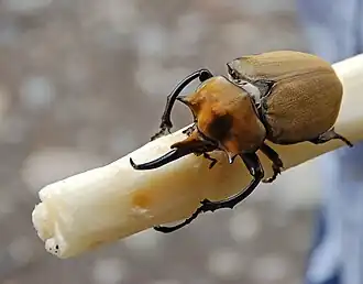 Description de cette image, également commentée ci-après