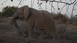 Image d'un éléphant en train de marcher dans la savane