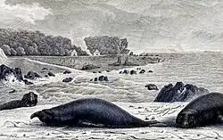 Éléphant de mer austral de l'Île King (Tasmanie)