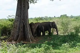 Elephas maximus dans le parc national de Uda Walawe au Sri Lanka