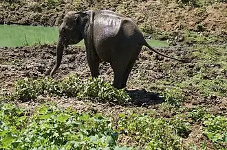 Elephas maximus dans le parc national de Uda Walawe au Sri Lanka