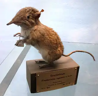 Description de l'image Elephantulus rupestris (taxidermied) at Göteborgs Naturhistoriska Museum 8074.jpg.