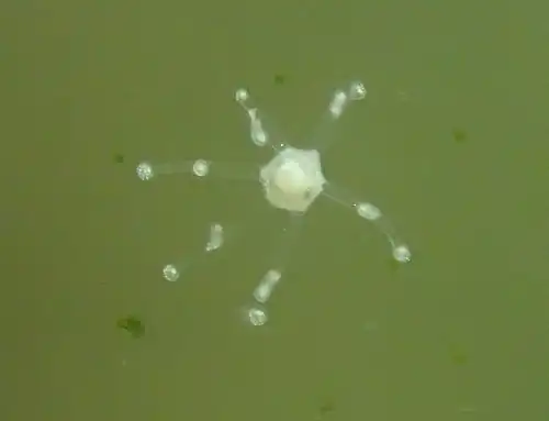 Eleutheria dichotoma