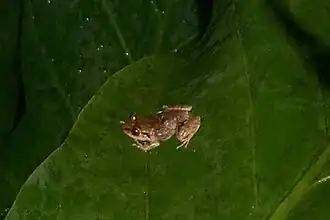 Description de l'image Eleutherodactylus antillensis02.jpg.