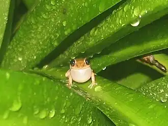 Description de l'image Eleutherodactylus brittoni front view.jpg.