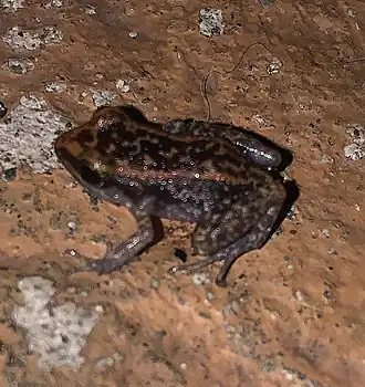 Description de l'image Eleutherodactylus lentus 56425137.jpg.