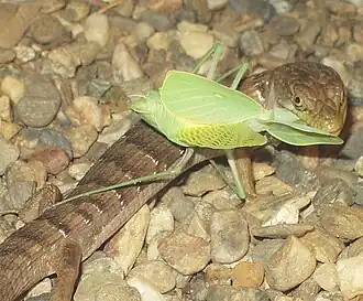 Description de l'image Elgaria_multicarinata_eating_mantis_1.jpg.