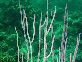 Description de l'image Ellisella elongata.jpg.