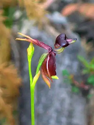 Description de l'image Elvina Track Flying Duck Orchid.jpg.