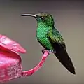 Colibri à tête cuivrée se nourrissant d'une solution d'eau sucrée à une mangeoire conçue à cet effet
