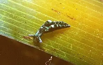 Une limace de mer Elysia gordanae sur une feuille de posidonie.